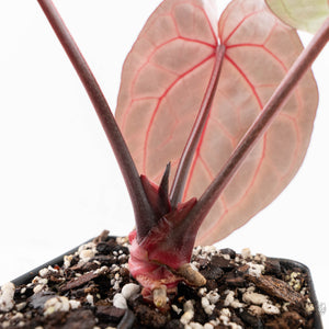 Anthurium Michelle Hot Pink '23' x Zara '14' by DocBlock® (wk23-I)