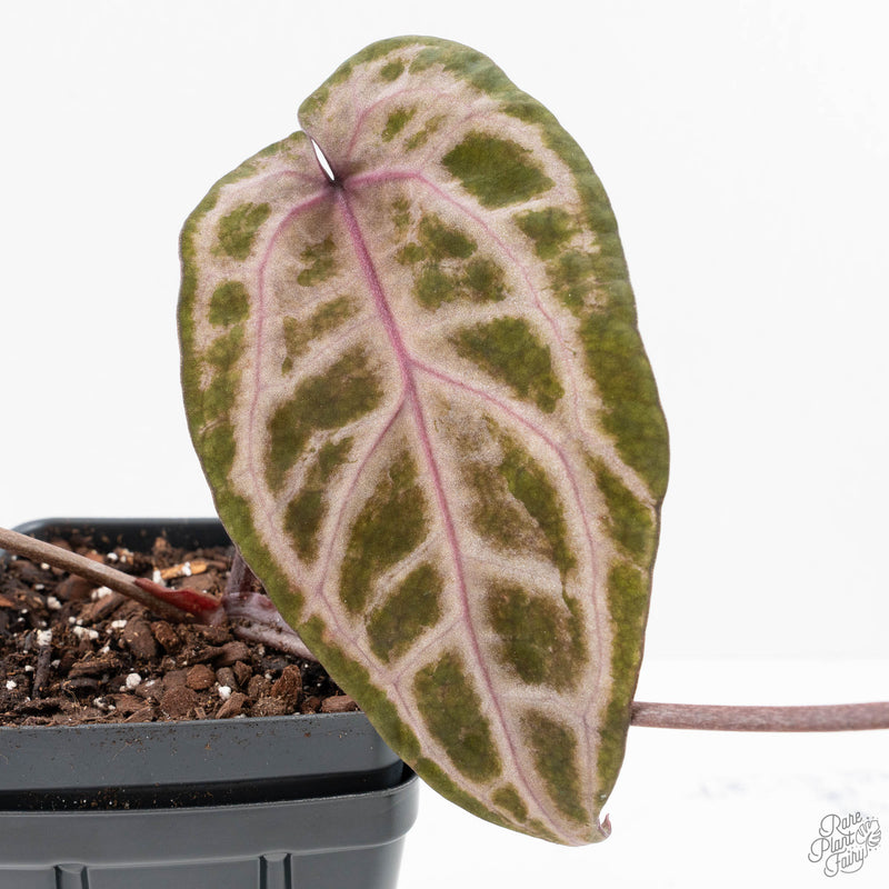 Anthurium Michelle Hot Pink '23' x Zara '14' by DocBlock® (wk26-M) *Extra Silver*