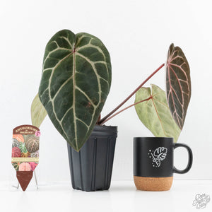 Anthurium Michelle Hot Pink '23' x Zara '14' by DocBlock® (wk27-I)