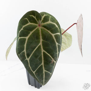 Anthurium Michelle Hot Pink '23' x Zara '14' by DocBlock® (wk27-I)
