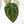 Anthurium Michelle Hot Pink '23' x Zara '14' by DocBlock® (wk27-I)
