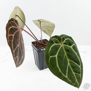 Anthurium Michelle Hot Pink '23' x Zara '14' by DocBlock® (wk27-I)