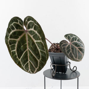 Anthurium Michelle Hot Pink '23' x Zara '14' by DocBlock® (wk30-G)