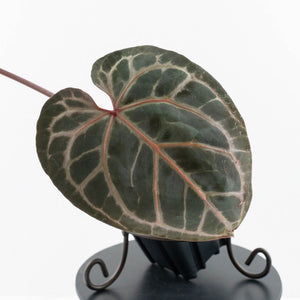 Anthurium Michelle Hot Pink '23' x Zara '14' by DocBlock® (wk30-G)