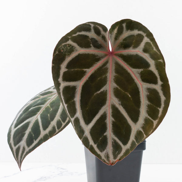 Anthurium Michelle Hot Pink '23' x Zara '14' by DocBlock® (wk31-I