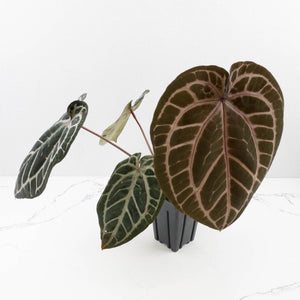 Anthurium Michelle Hot Pink '23' x Zara '14' by DocBlock® (wk34L-192)