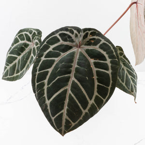 Anthurium Michelle Hot Pink '23' x Zara '14' by DocBlock® (wk34L-192)