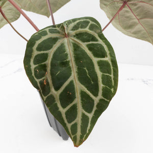 Anthurium Michelle Hot Pink '23' x Zara '14' by DocBlock® (wk34L-192)
