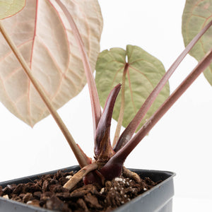 Anthurium Michelle Hot Pink '23' x Zara '14' by DocBlock® (wk34L-192)