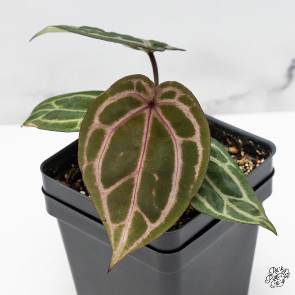 Anthurium Michelle Hot Pink '23' x Zara '14' by DocBlock® (wk51-O) *Purple Veins*