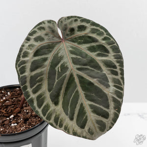 Anthurium Michelle Hot Pink '23' x Red Velvet Cake '24' by DocBlock (wk43-L397)