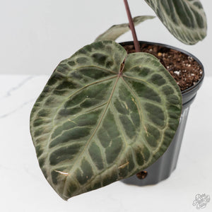 Anthurium Michelle Hot Pink '23' x Red Velvet Cake '24' by DocBlock (wk43-L397)