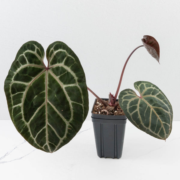 Anthurium Michelle Hot Pink '23' x Zara '14' by DocBlock (wk37