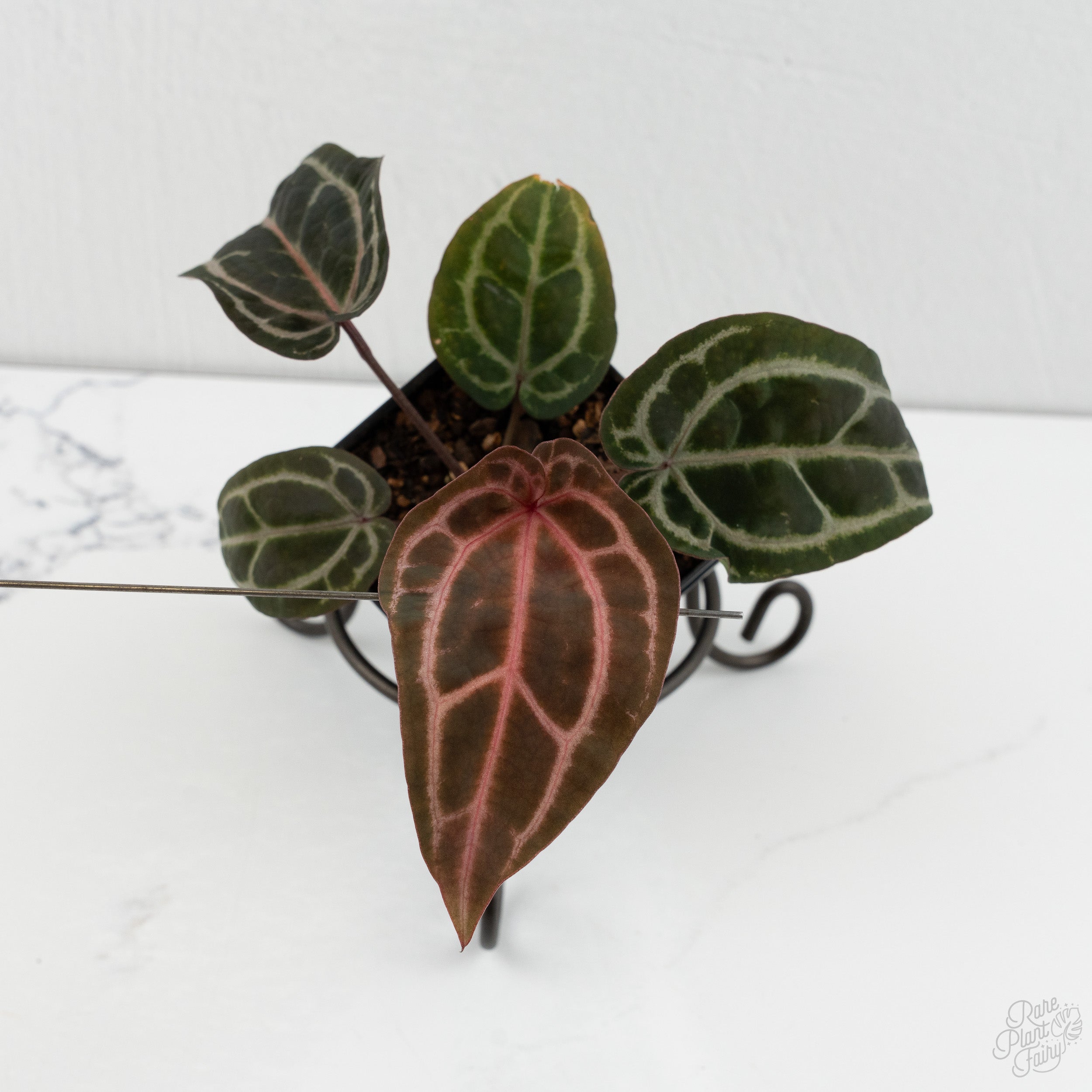 Anthurium Michelle Hot Pink '23' x Zara '14' by DocBlock® (wk8-N