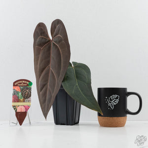 Anthurium Minerva '20' x Dark & Handsome '9' by DocBlock® 9 (wk26-A)