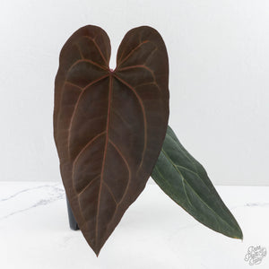 Anthurium Minerva '20' x Dark & Handsome '9' by DocBlock® 9 (wk26-A)