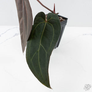 Anthurium Minerva '20' x Dark & Handsome '9' by DocBlock® 9 (wk26-A)