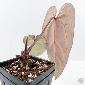 Anthurium Minerva '20' x Dark & Handsome '9' by DocBlock® 9 (wk26-A)