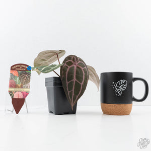 Anthurium Minerva '20' x  Minerva '20' by DocBlock® (wk23-A) *Purple Veins*