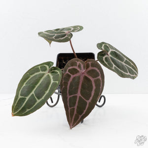 Anthurium Minerva '20' x  Minerva '20' by DocBlock® (wk23-A) *Purple Veins*