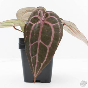 Anthurium Minerva '20' x  Minerva '20' by DocBlock® (wk23-A) *Purple Veins*