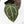 Anthurium Minerva '20' x  Minerva '20' by DocBlock® (wk23-A) *Purple Veins*