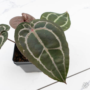 Anthurium Minerva '20' x  Minerva '20' by DocBlock® (wk23-A) *Purple Veins*