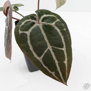 Anthurium Minerva '20' x  Minerva '20' by DocBlock® (wk23-A) *Purple Veins*