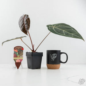 Anthurium Minerva '20' x Dark & Handsome '9' by DocBlock® (wk18-K)