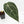 Anthurium Minerva '20' x Dark & Handsome '9' by DocBlock® (wk18-K)