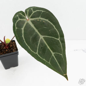 Anthurium Minerva '20' x Dark & Handsome '9' by DocBlock® (wk18-K)