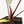 Anthurium Minerva '20' x Dark & Handsome '9' by DocBlock® (wk18-K)