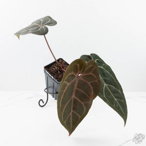 Anthurium Minerva '20' x Dark & Handsome '9' by DocBlock® 9 (wk20-E)