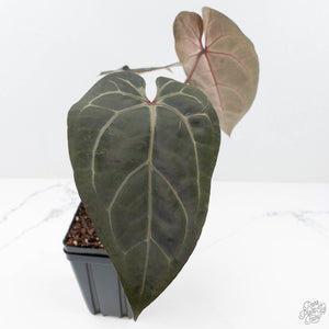 Anthurium Minerva '20' x Dark & Handsome '9' by DocBlock® 9 (wk20-E)