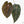 Anthurium Minerva '20' x Dark & Handsome '9' by DocBlock® 9 (wk20-E)