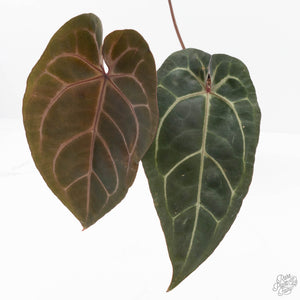 Anthurium Minerva '20' x Dark & Handsome '9' by DocBlock® 9 (wk20-E)