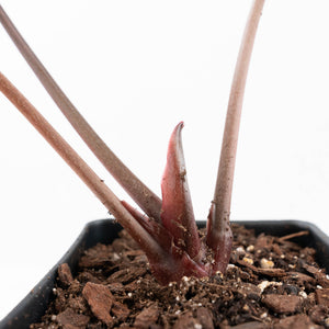 Anthurium Minerva '20' x Dark & Handsome '9' by DocBlock® 9 (wk20-E)