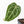 Anthurium Minerva '20' x Dark & Handsome '9' by DocBlock® 9 (wk20-O)