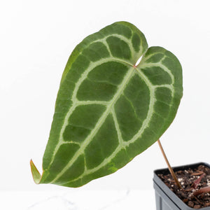 Anthurium Minerva '20' x Dark & Handsome '9' by DocBlock® 9 (wk20-O)