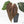 Anthurium Minerva '20' x Dark & Handsome '9' by DocBlock® 9 (wk20-O)