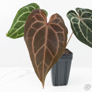 Anthurium Minerva '20' x Dark & Handsome '9' by DocBlock® 9 (wk20-O)