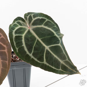 Anthurium Minerva '20' x Dark & Handsome '9' by DocBlock® 9 (wk20-O)
