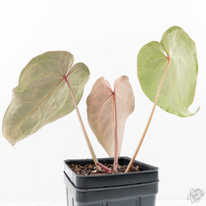 Anthurium Minerva '20' x Dark & Handsome '9' by DocBlock® 9 (wk20-O)