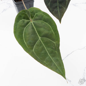 Anthurium Minerva '20' x Dark & Handsome '9' by DocBlock® 9 (wk22-X)