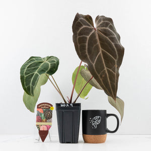 Anthurium Minerva '20' x Dark & Handsome '9' by DocBlock® 9 (wk35-L91)