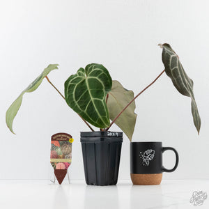 Anthurium Minerva '20' x Dark & Handsome '9' by DocBlock (wk42-L91)