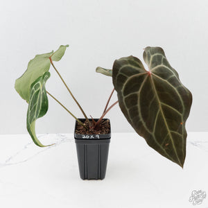 Anthurium Minerva '20' x Dark & Handsome '9' by DocBlock (wk42-L91)