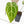 Anthurium Minerva '20' x Dark & Handsome '9' by DocBlock® 9 (wk35-L91)