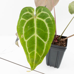 Anthurium Minerva '20' x Dark & Handsome '9' by DocBlock® 9 (wk35-L91)