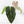 Anthurium Minerva '20' x Dark & Handsome '9' by DocBlock® 9 (wk35-L91)